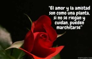 Las mejores frases para el Día del Amor y de la Amistad ¡Dedícalo!